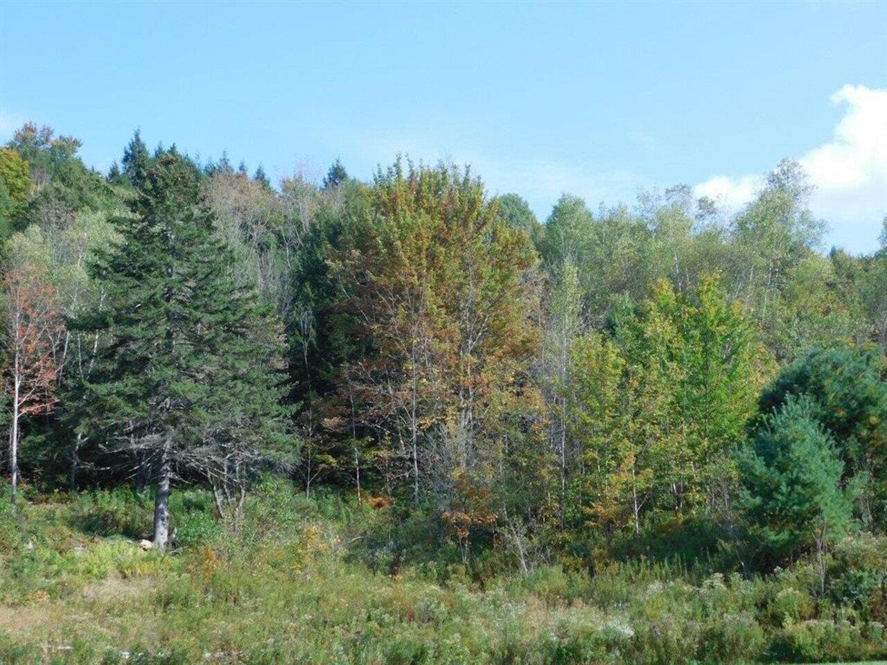 Wooded Area