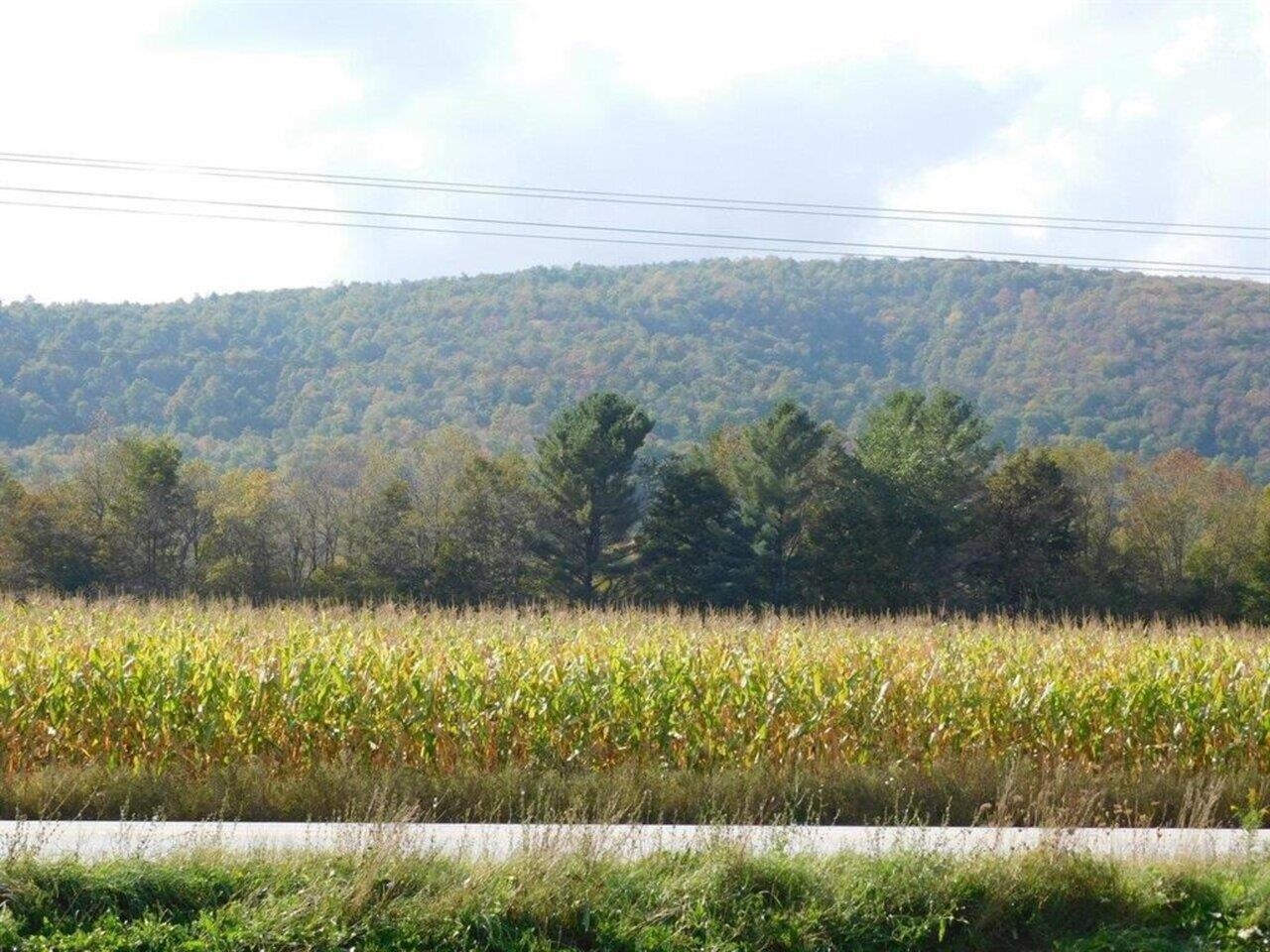 Cornfield View