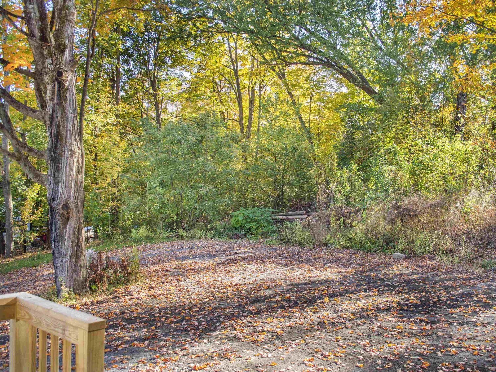 Back Yard & Driveway