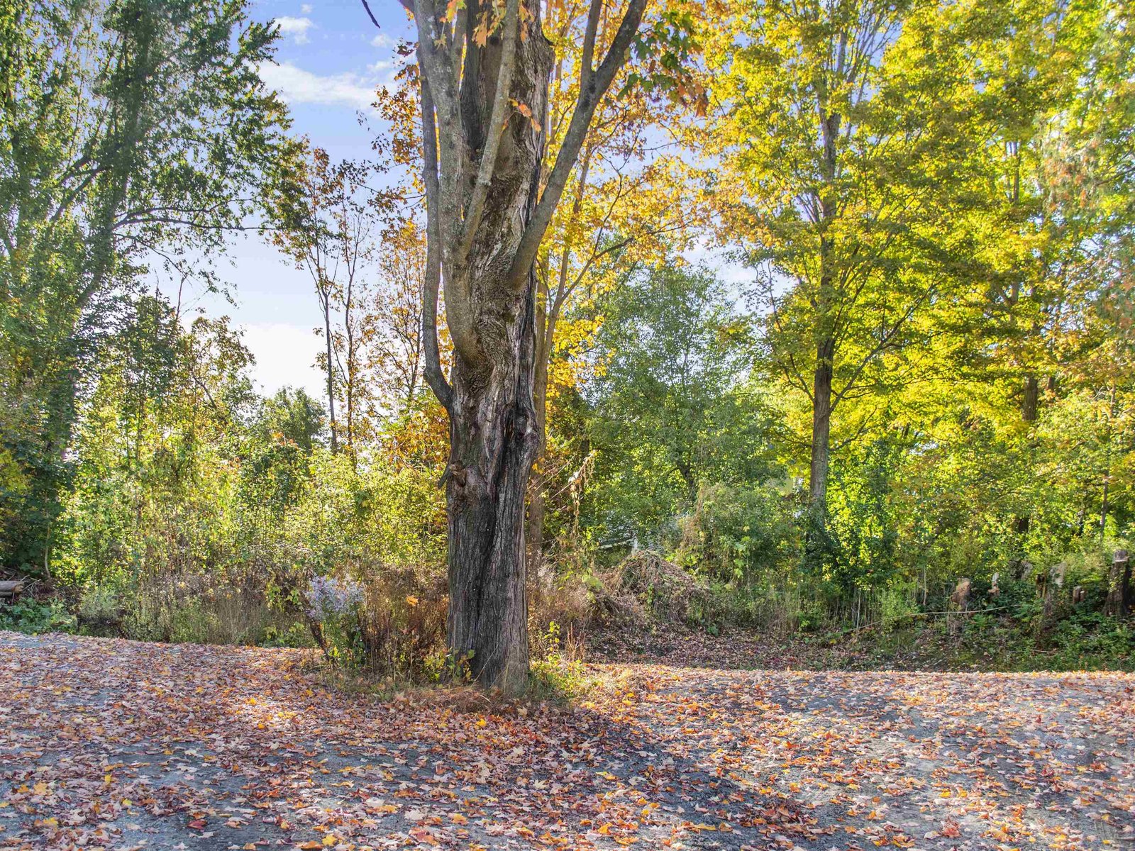 Back Yard & Driveway