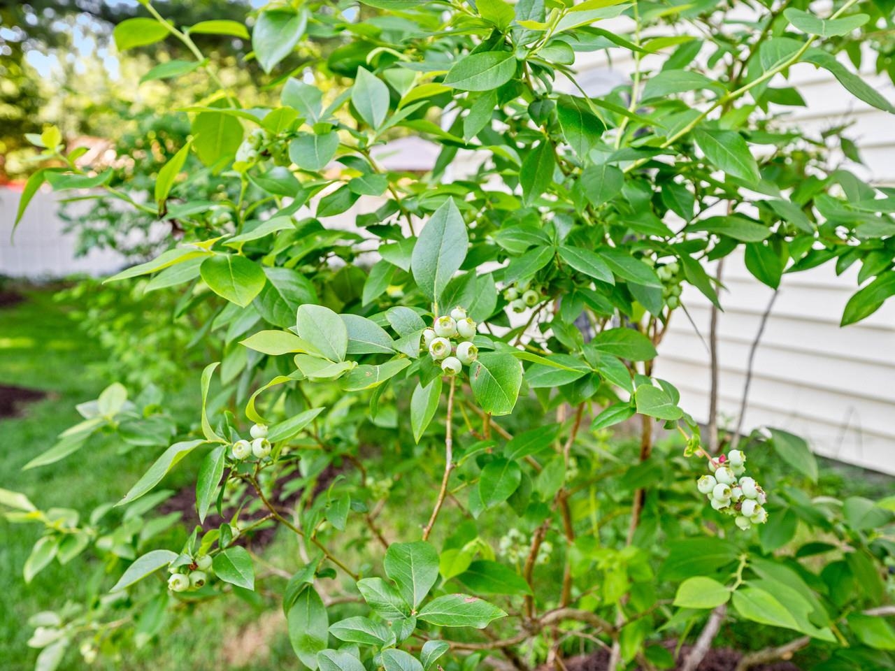 Berries, apple and pear trees
