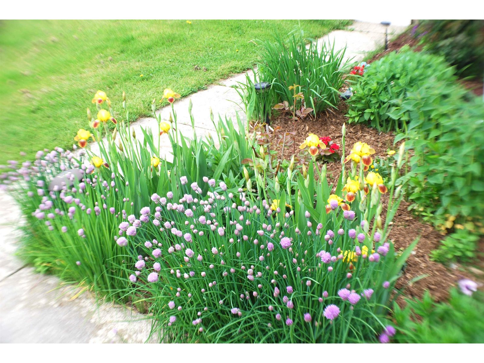 Pretty perennials...