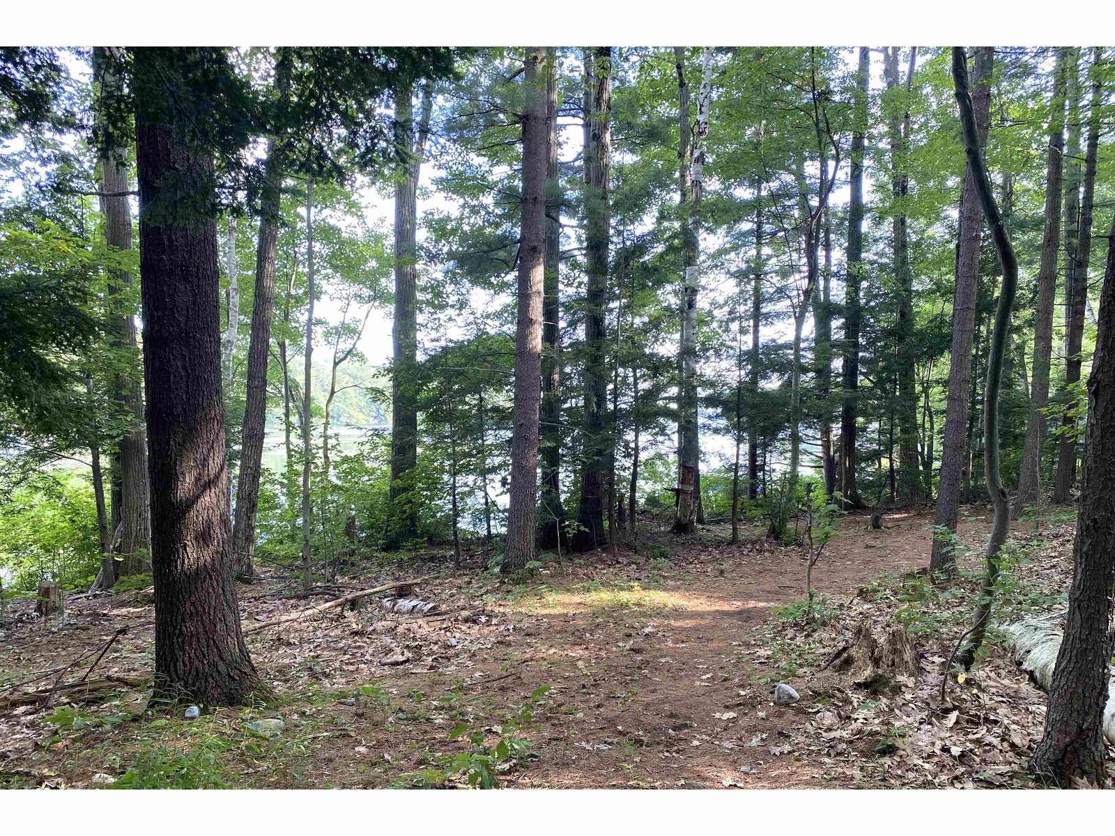 Take the Path Through the Woods