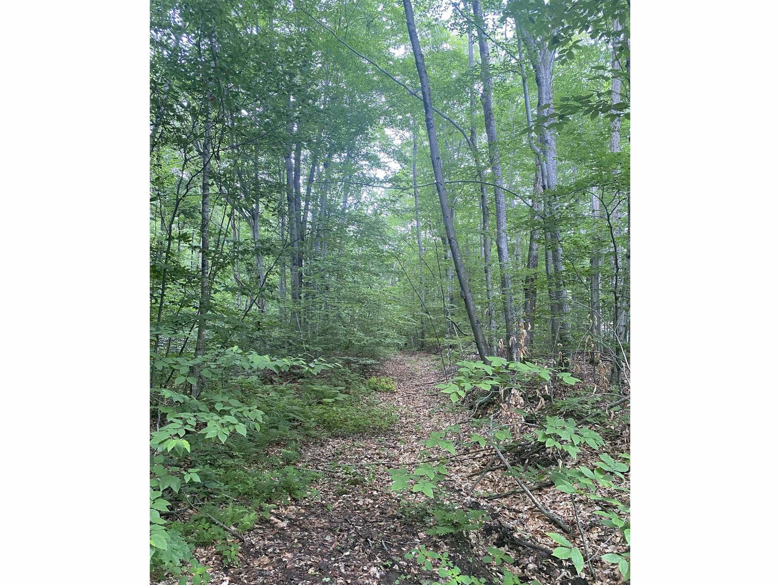 Lightly Wooded With Mountain View Potential