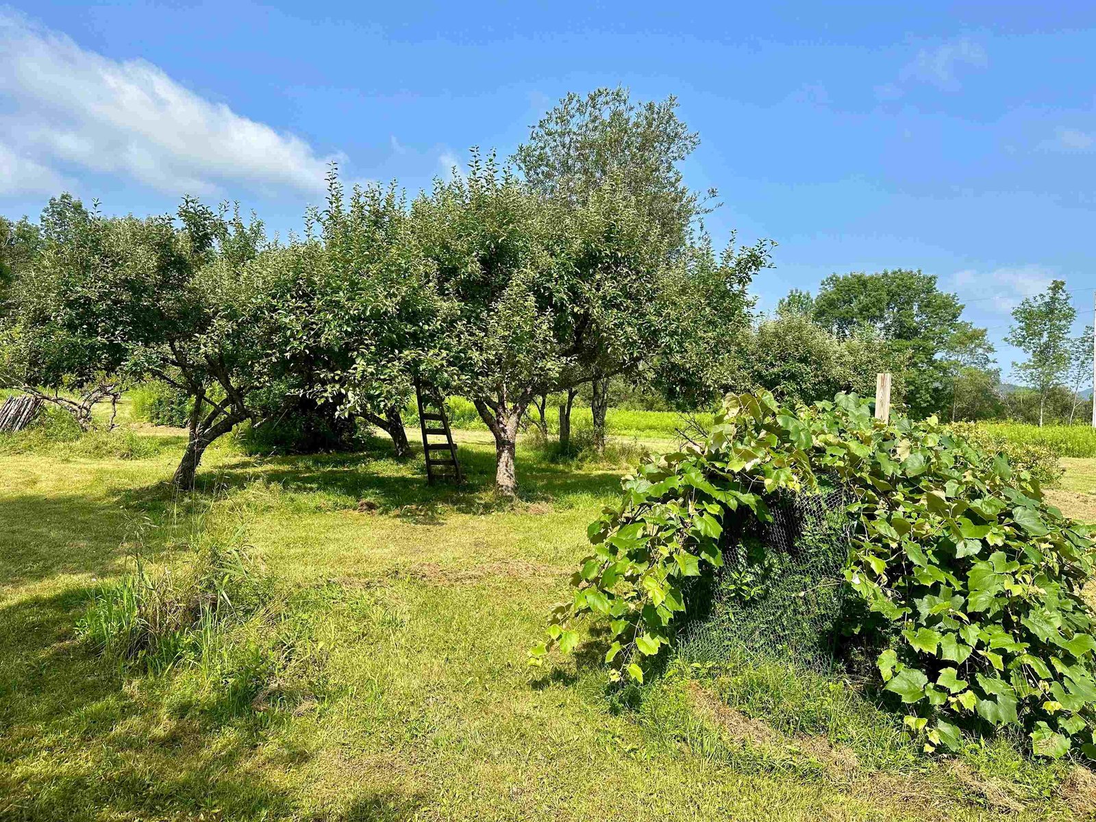 The Orchard