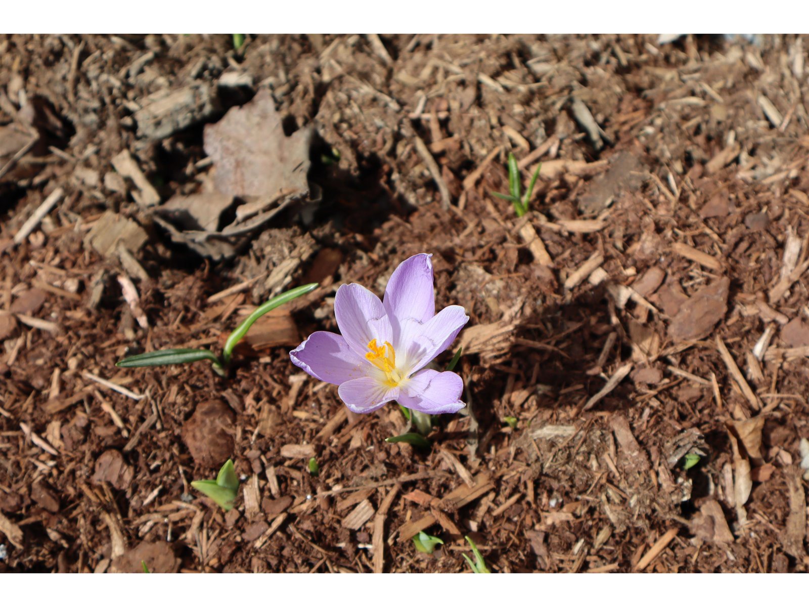 perennials