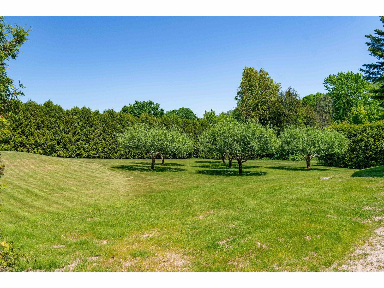 6 apple trees