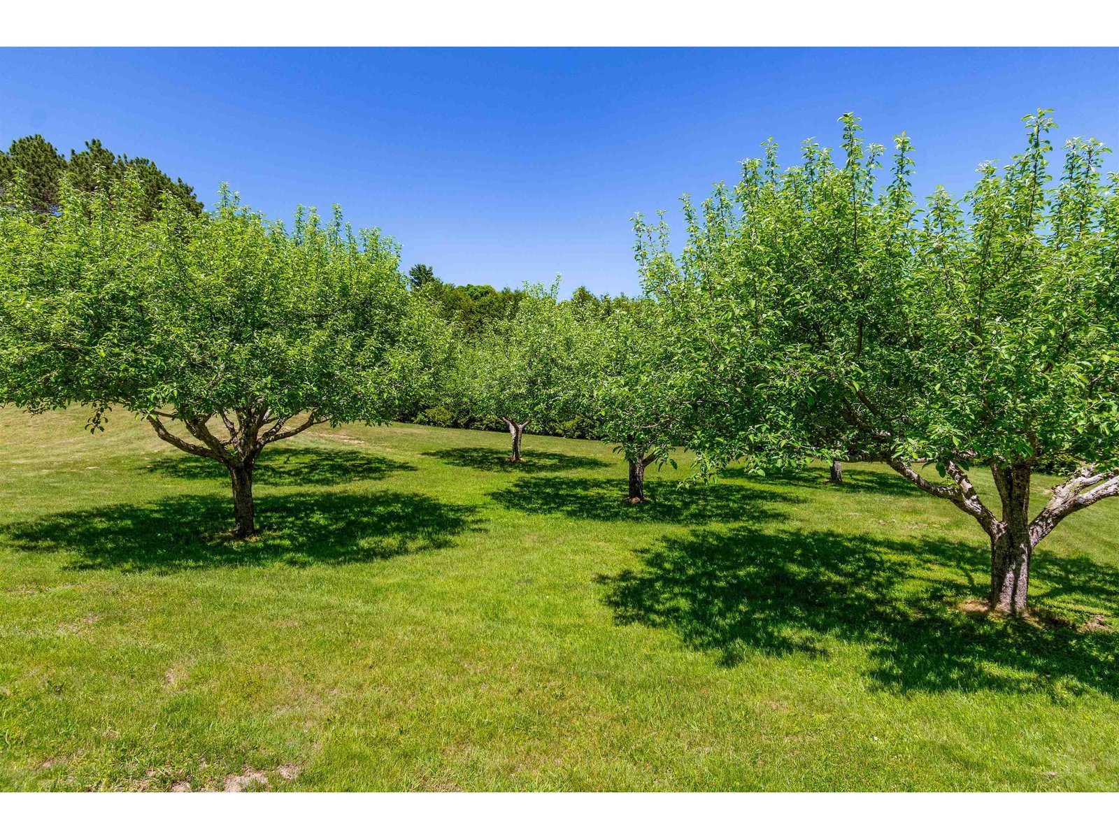 219 Cedar Drive