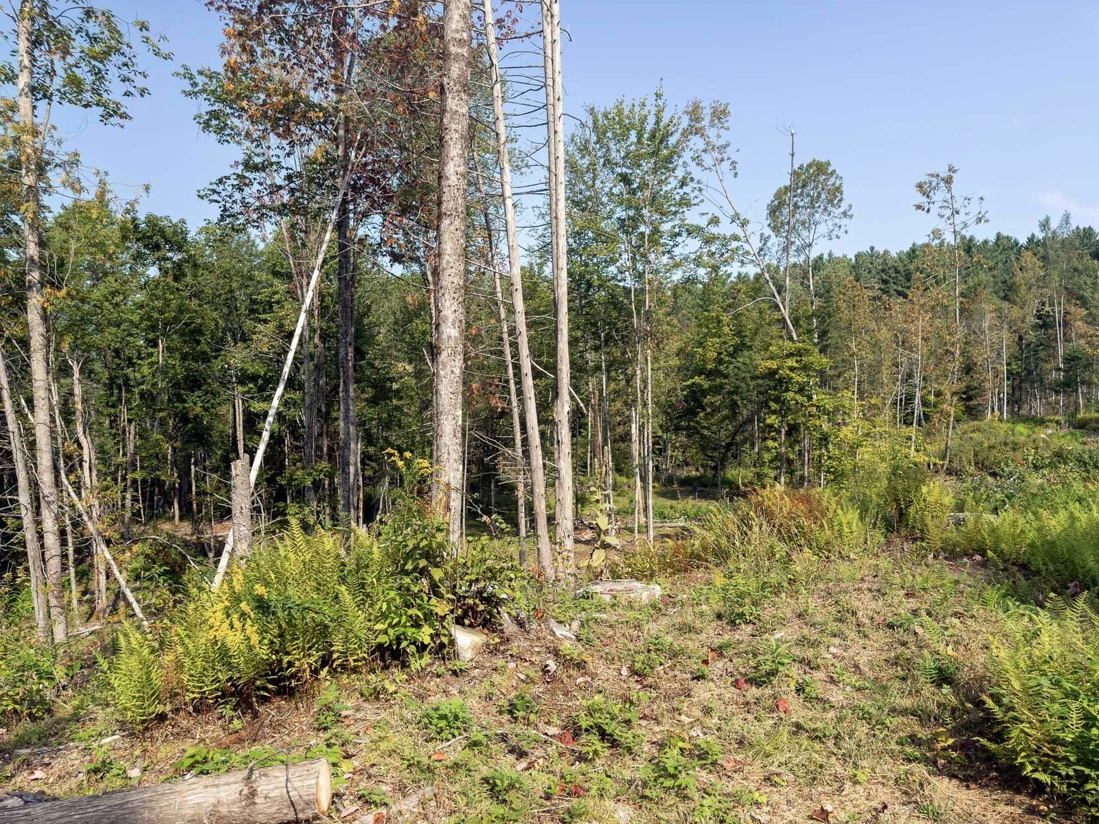 219 Weber Brook Lane