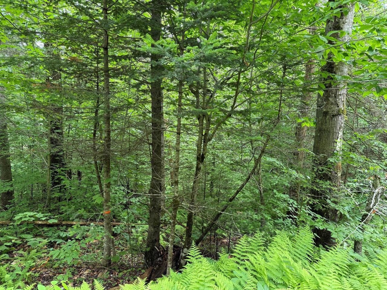 219 Woodbury Mountain Road