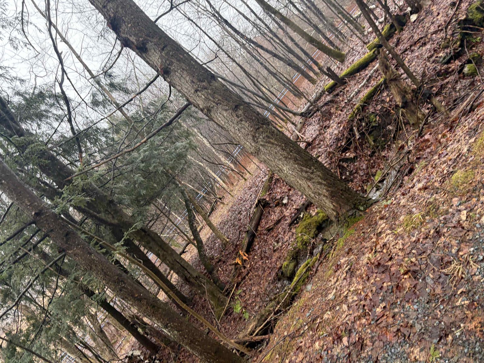 Lot in early Spring