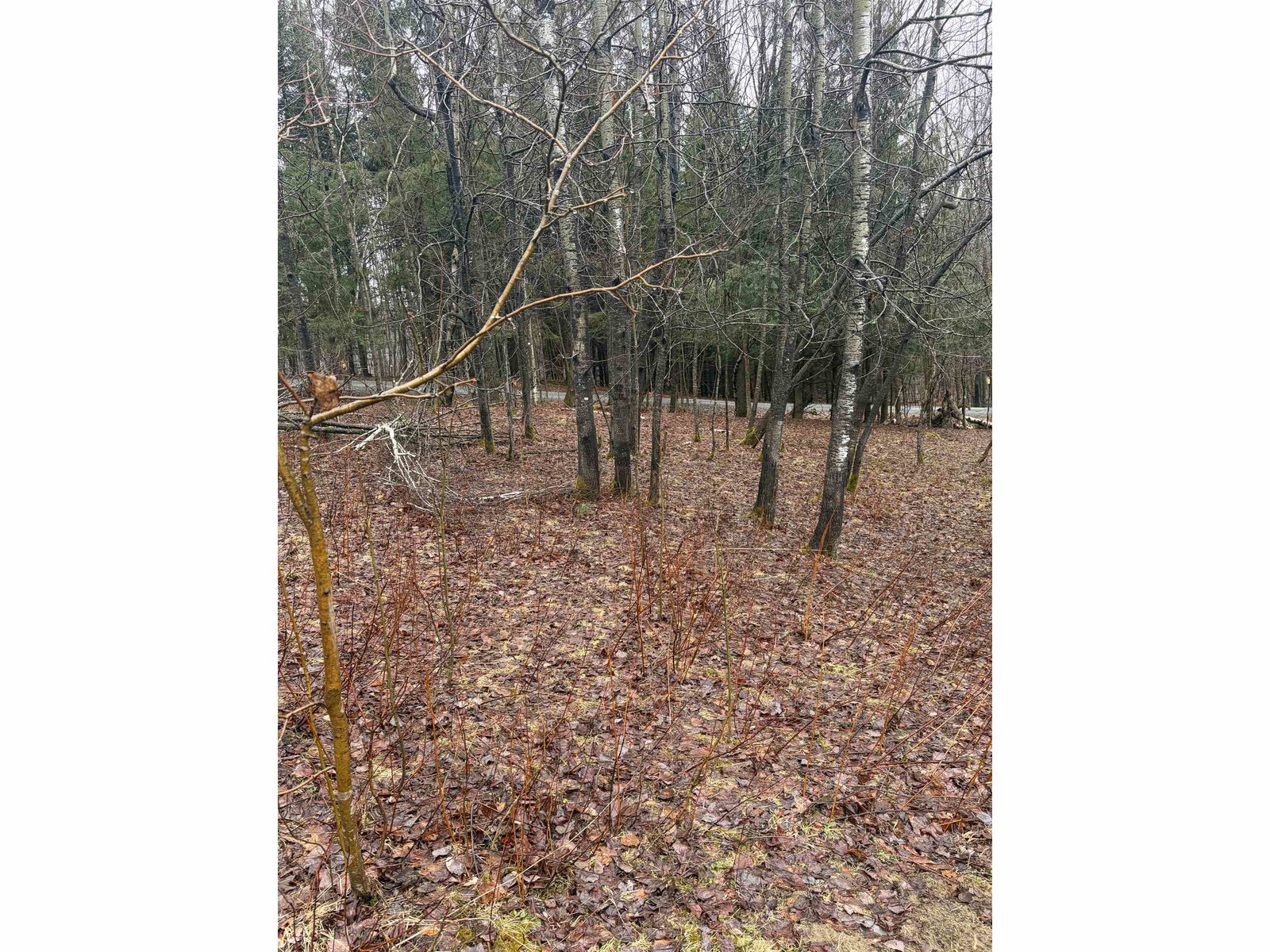 Lot in early Spring
