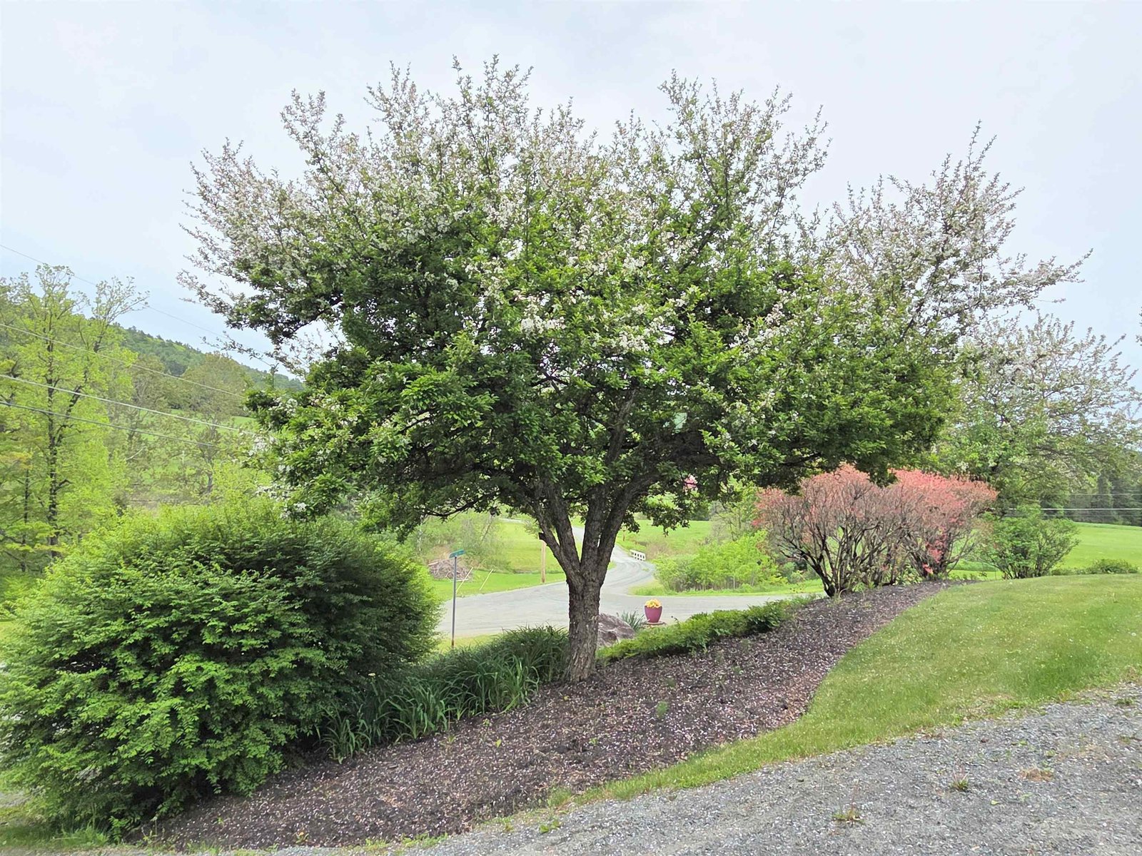 Flowering Crab Trees out front