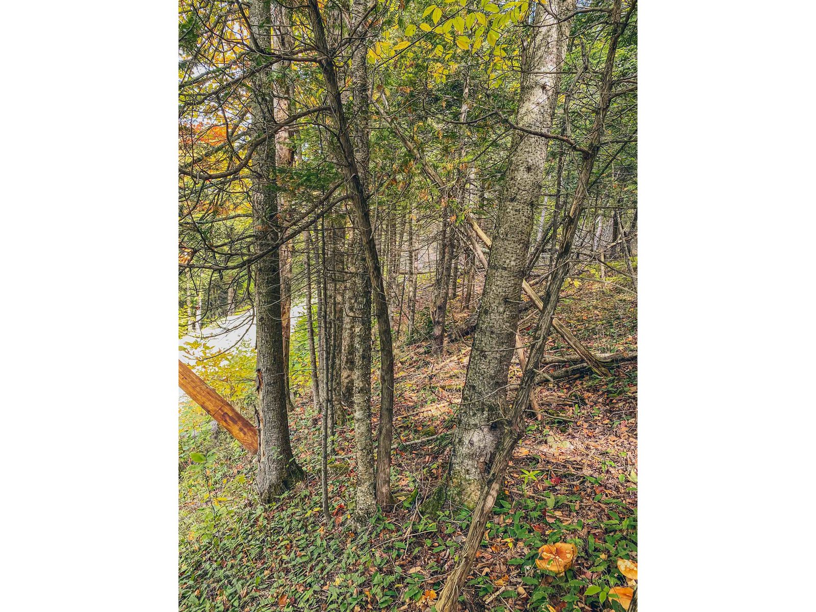 2476 leadville Road