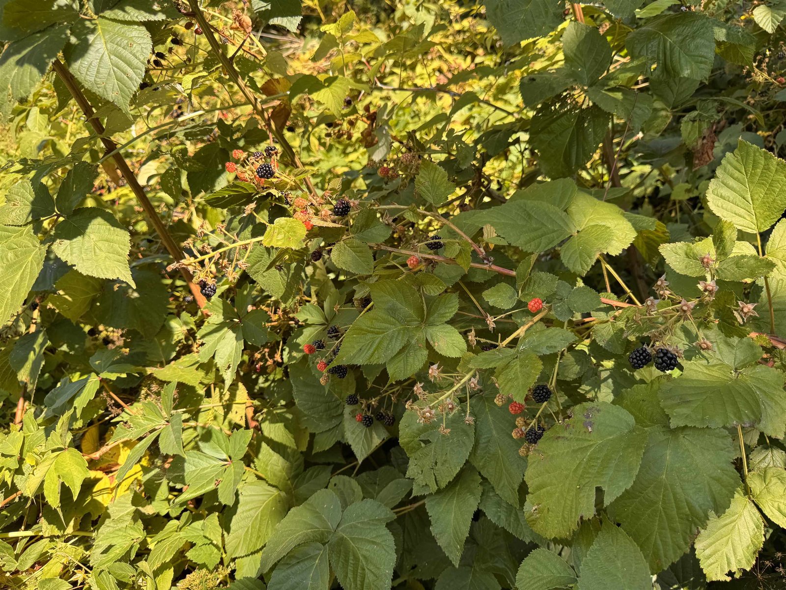 Blackberry bushes