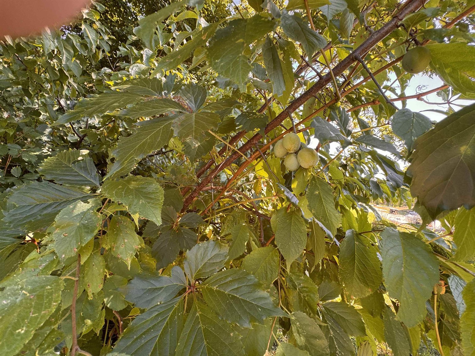 Crabapple trees