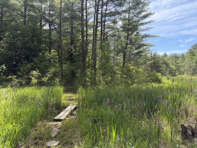 Path to the Beaver Pond