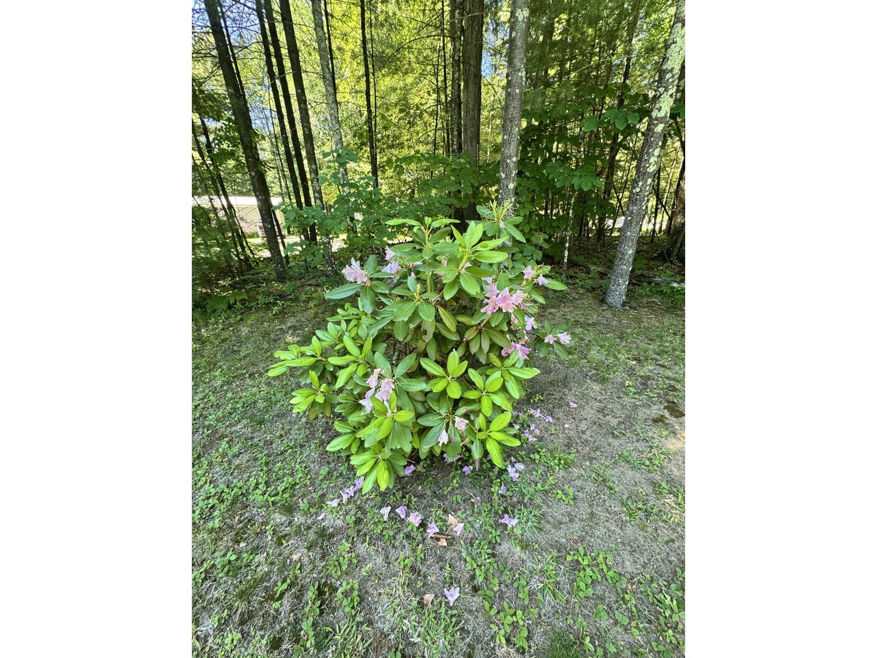 Wooded Yard with Perennials