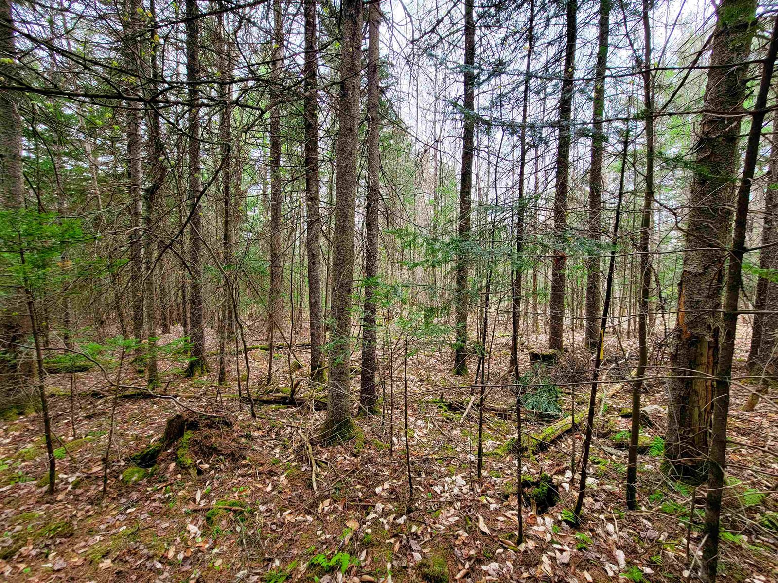 280 Guyette Road