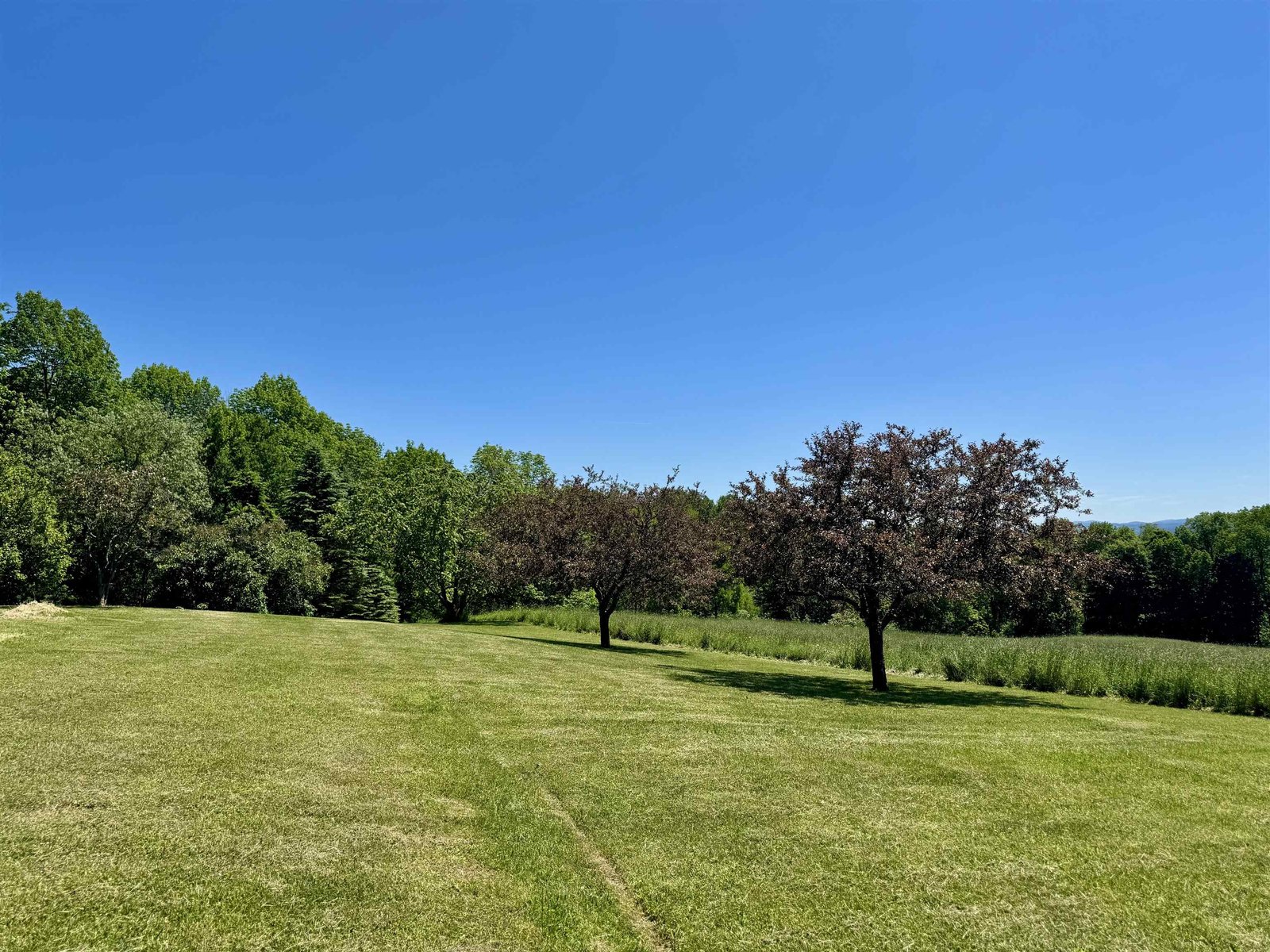 Back Lawn