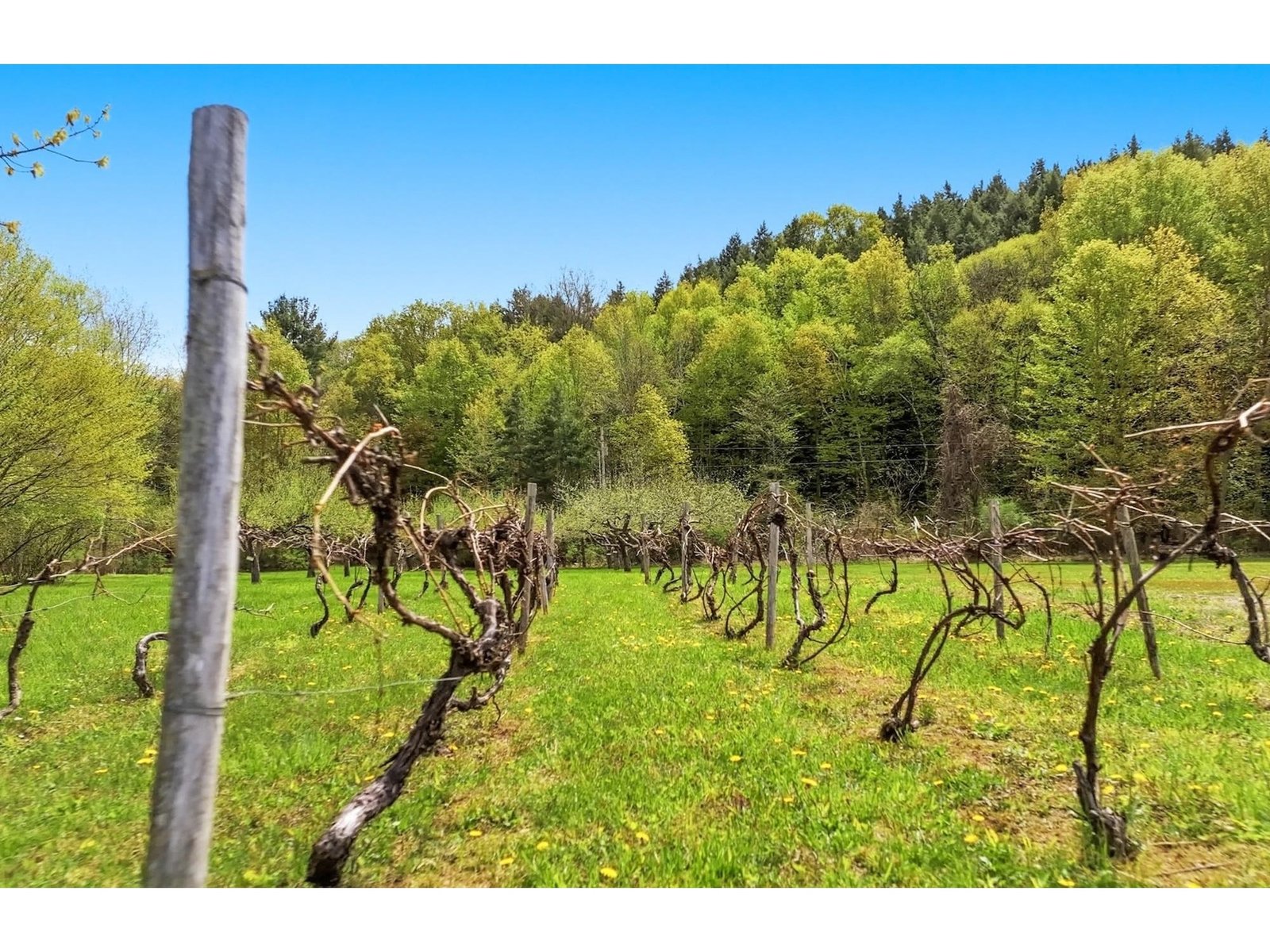 Hobby vineyard