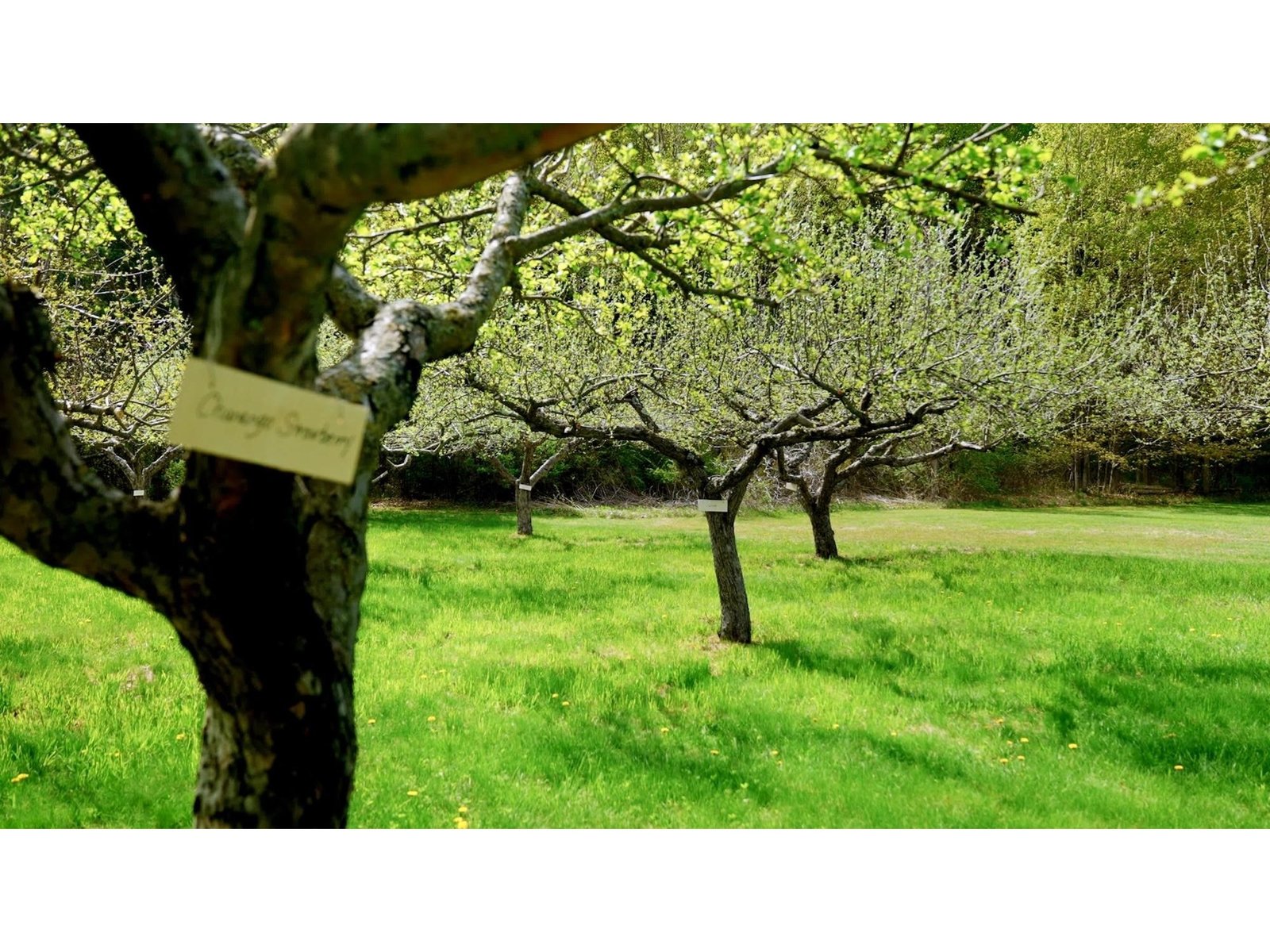 Your very own orchard