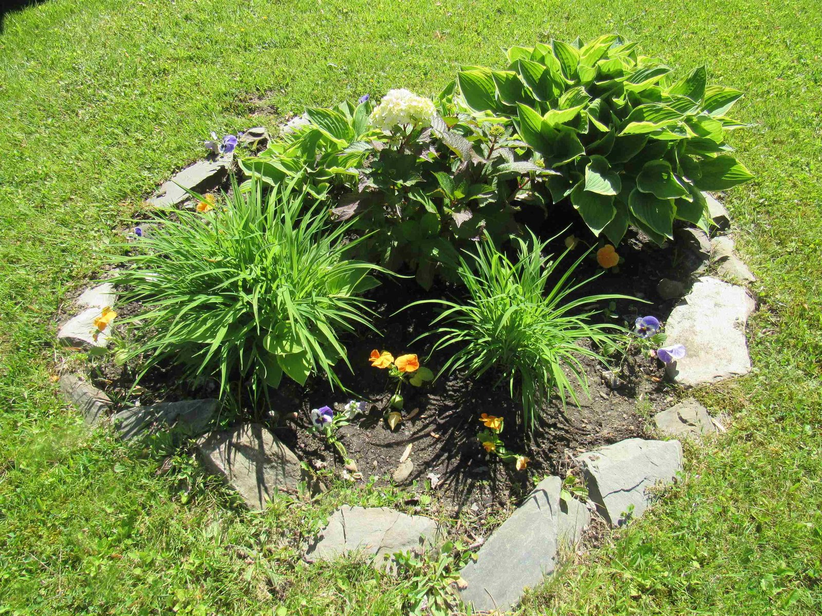 Perennials