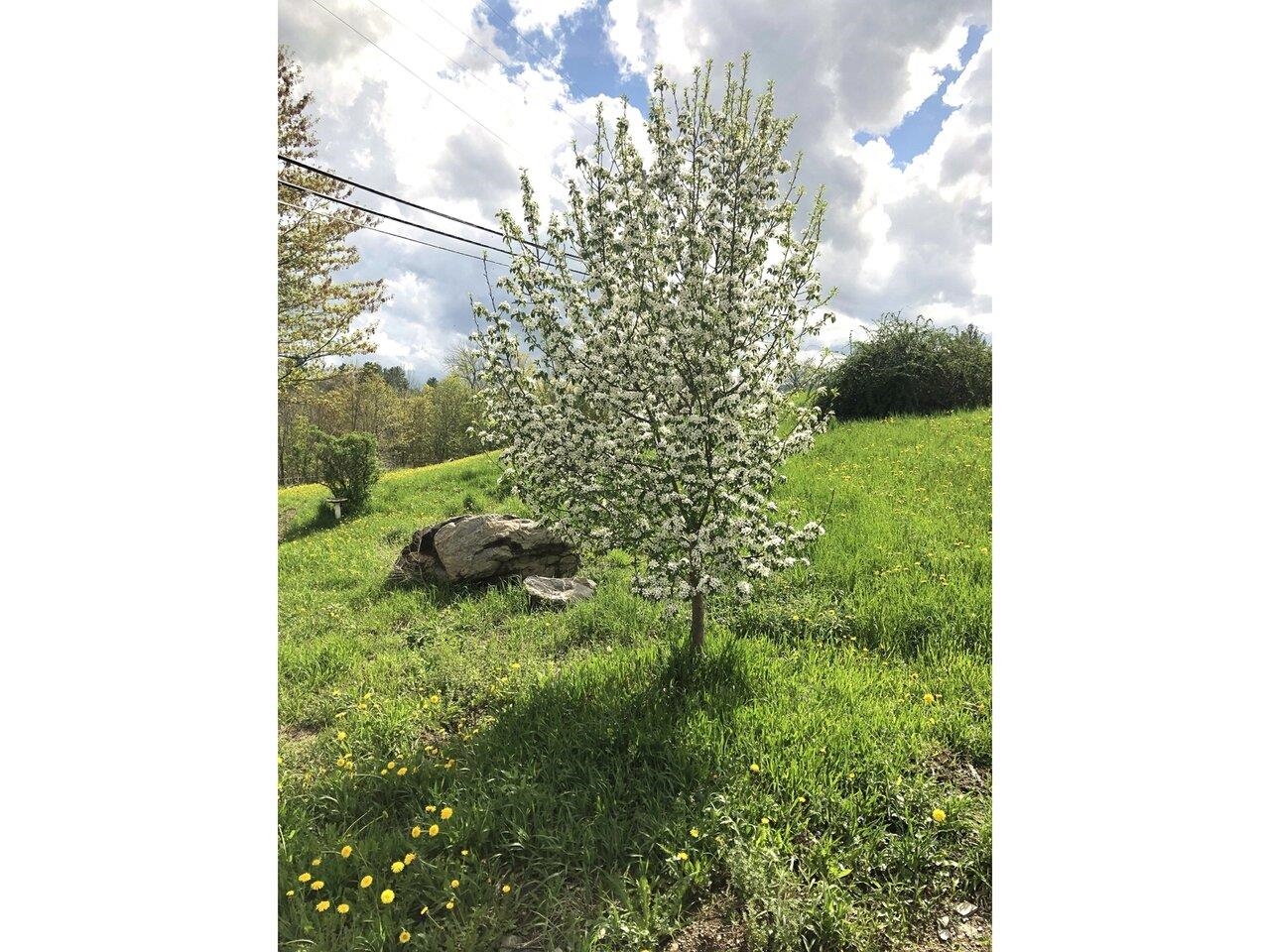 Pear Tree-Yielded 180lbs 2023!