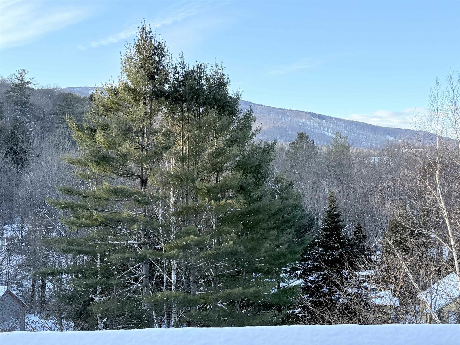 Okemo's trails peak out behind the pine tree