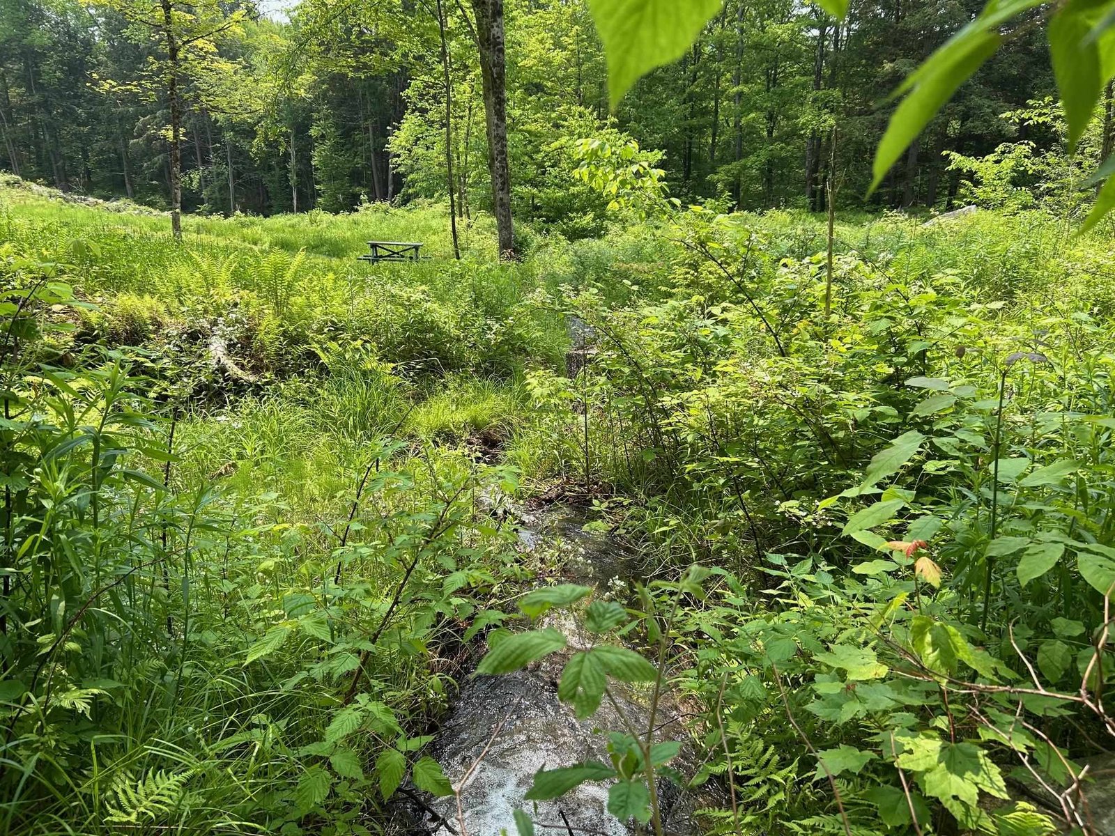 Babbling brook