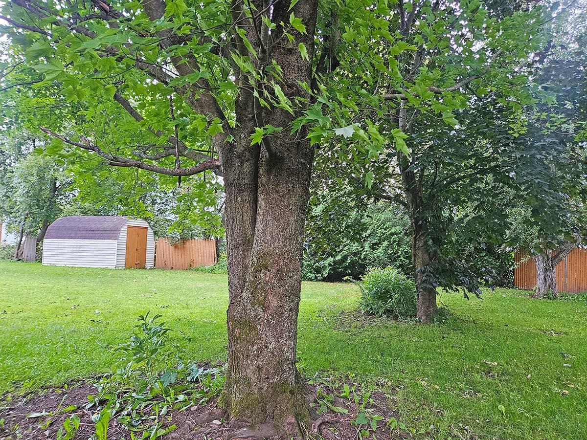 Backyard, Level with Maple Trees & Gardens
