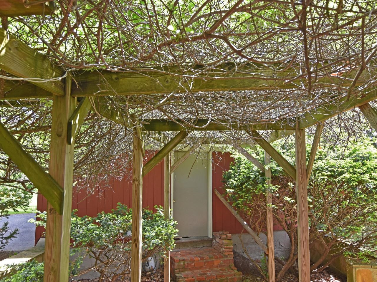 Bittersweet vine pergola
