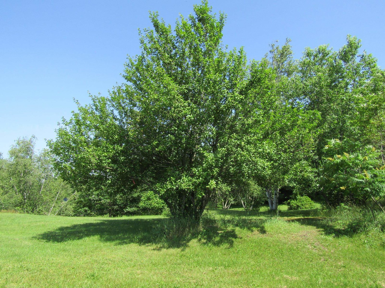 331 Gilman, Lot 2 Road