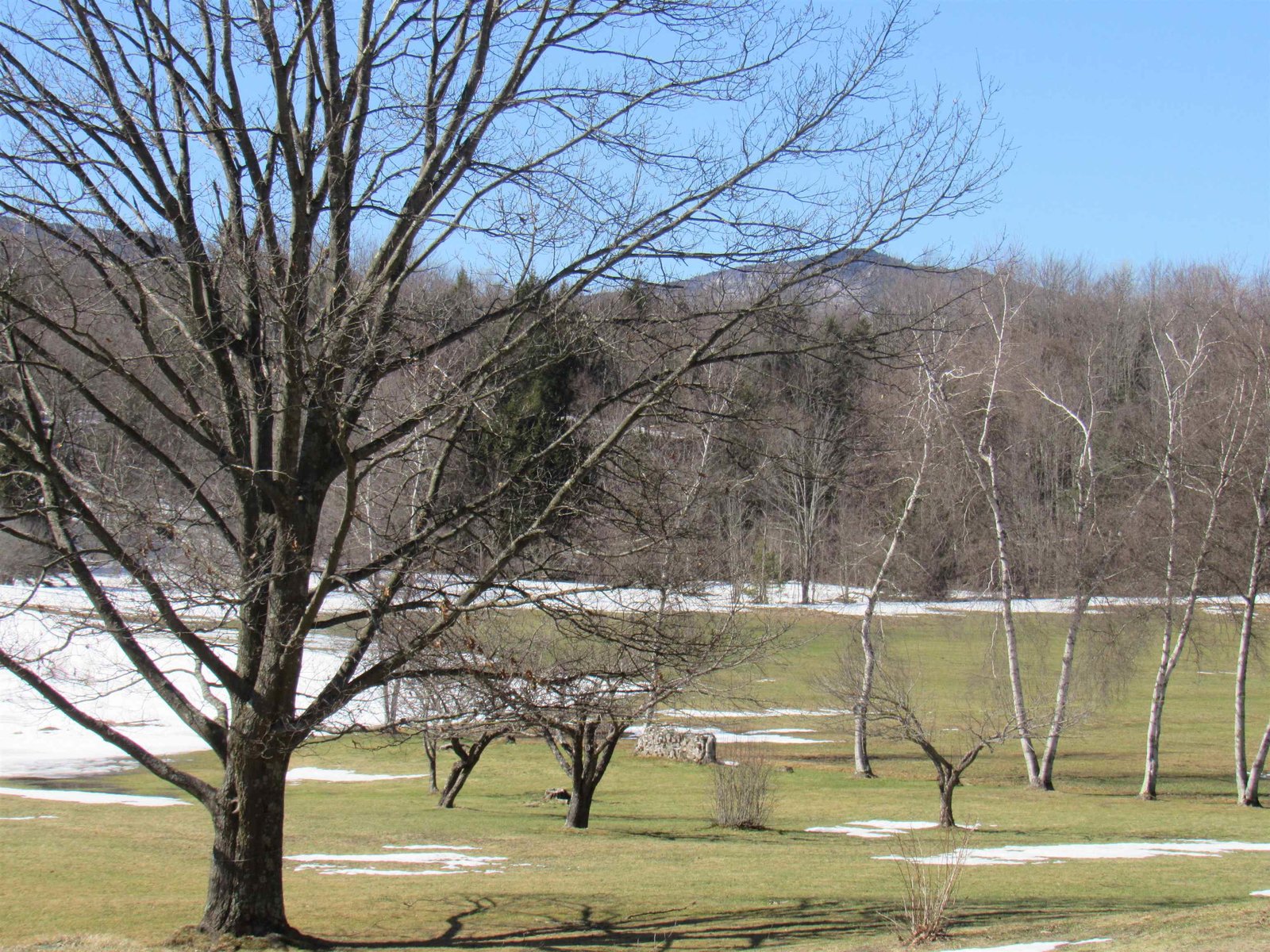 Great Shade Tree, Some Apple Trees and Birches