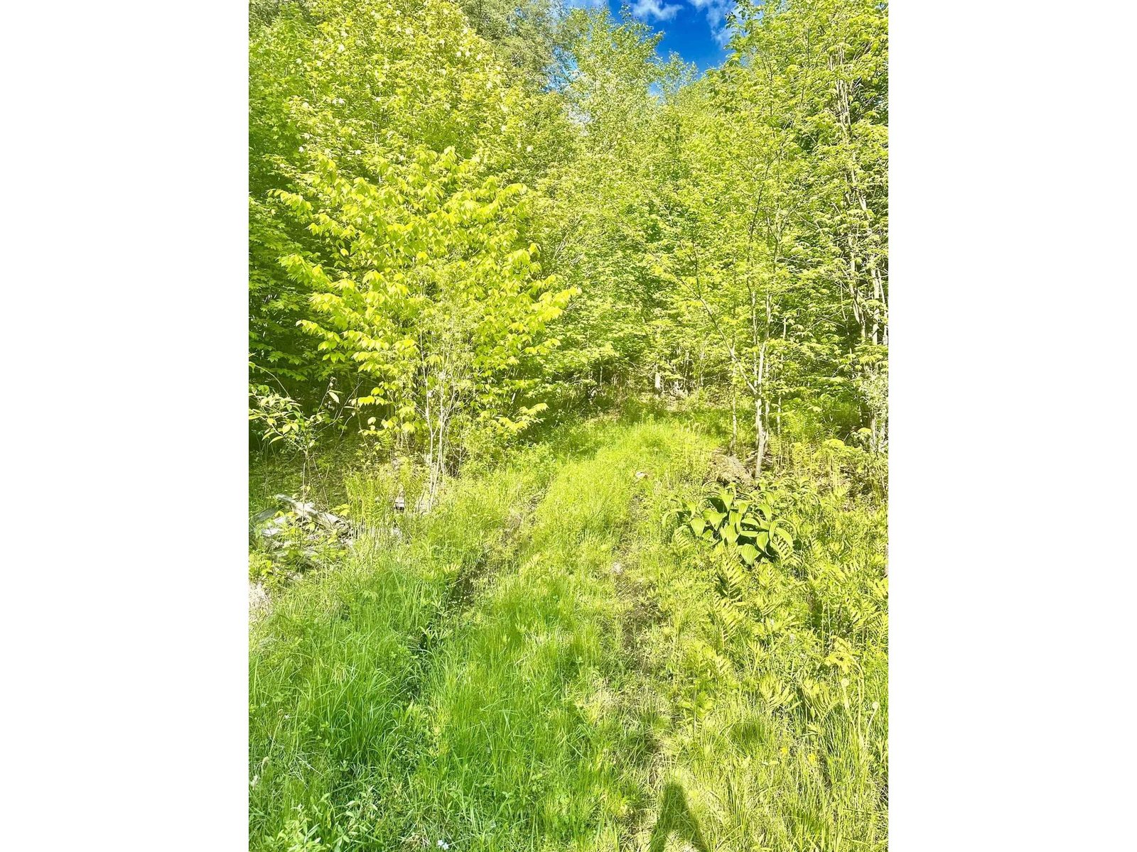 Logging roads