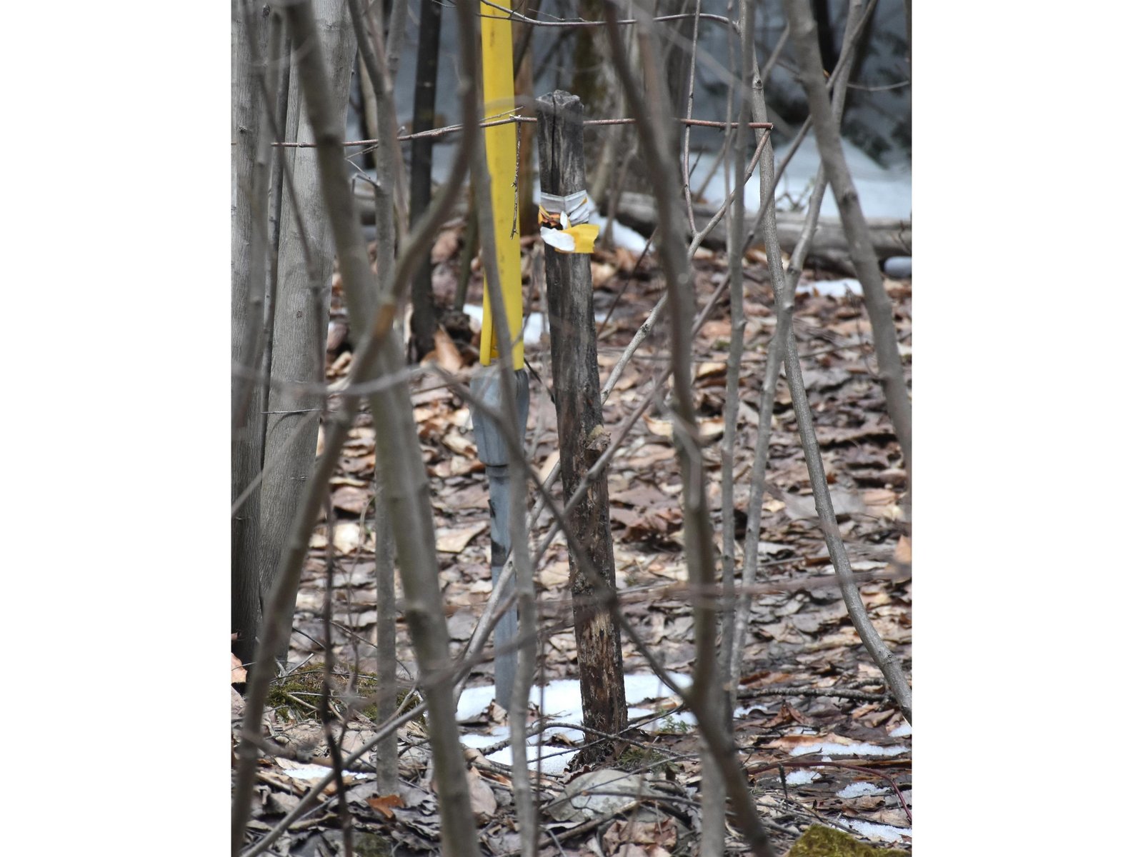 MAY be a boundary marker - not yet verified with neighbor