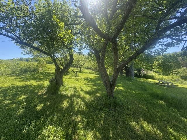 back yard orchard