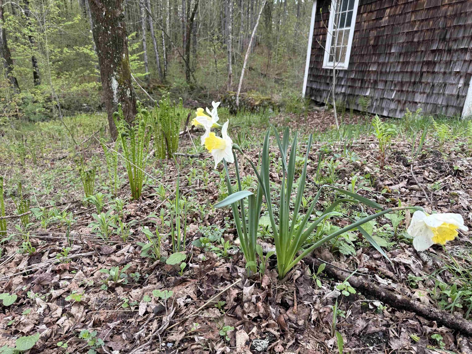 Daffodils and Fiddleheads