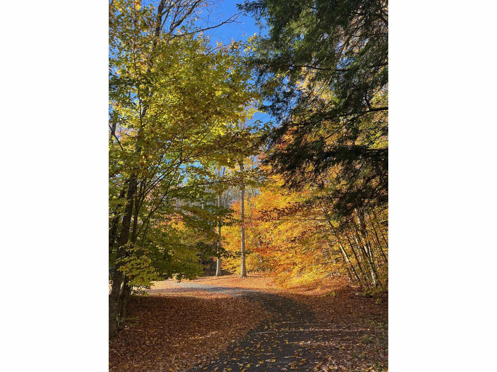 358 Cowdrey Path