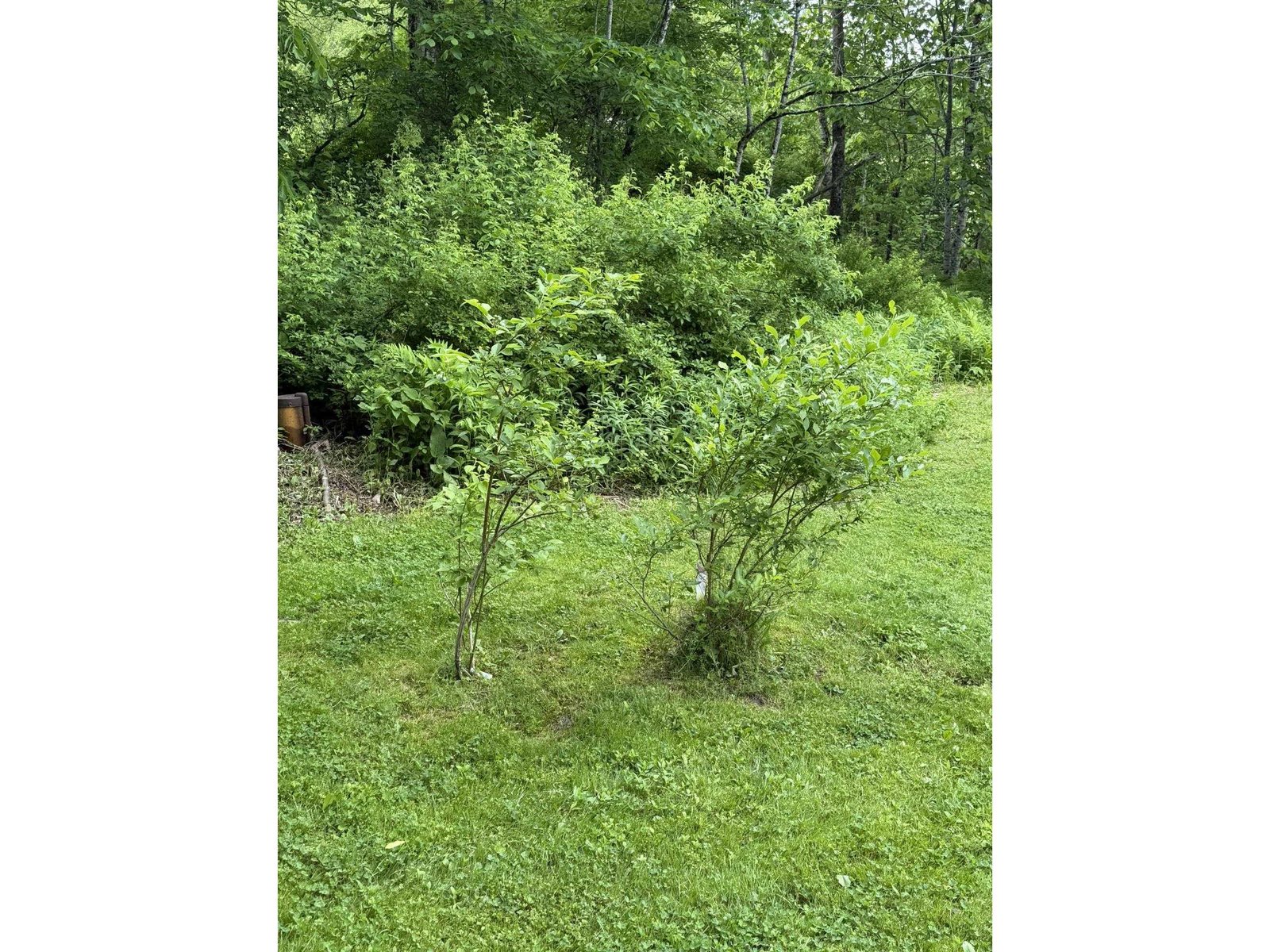 371 Maplewood Common