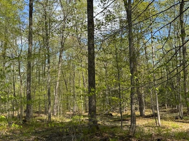 Mature hardwoods