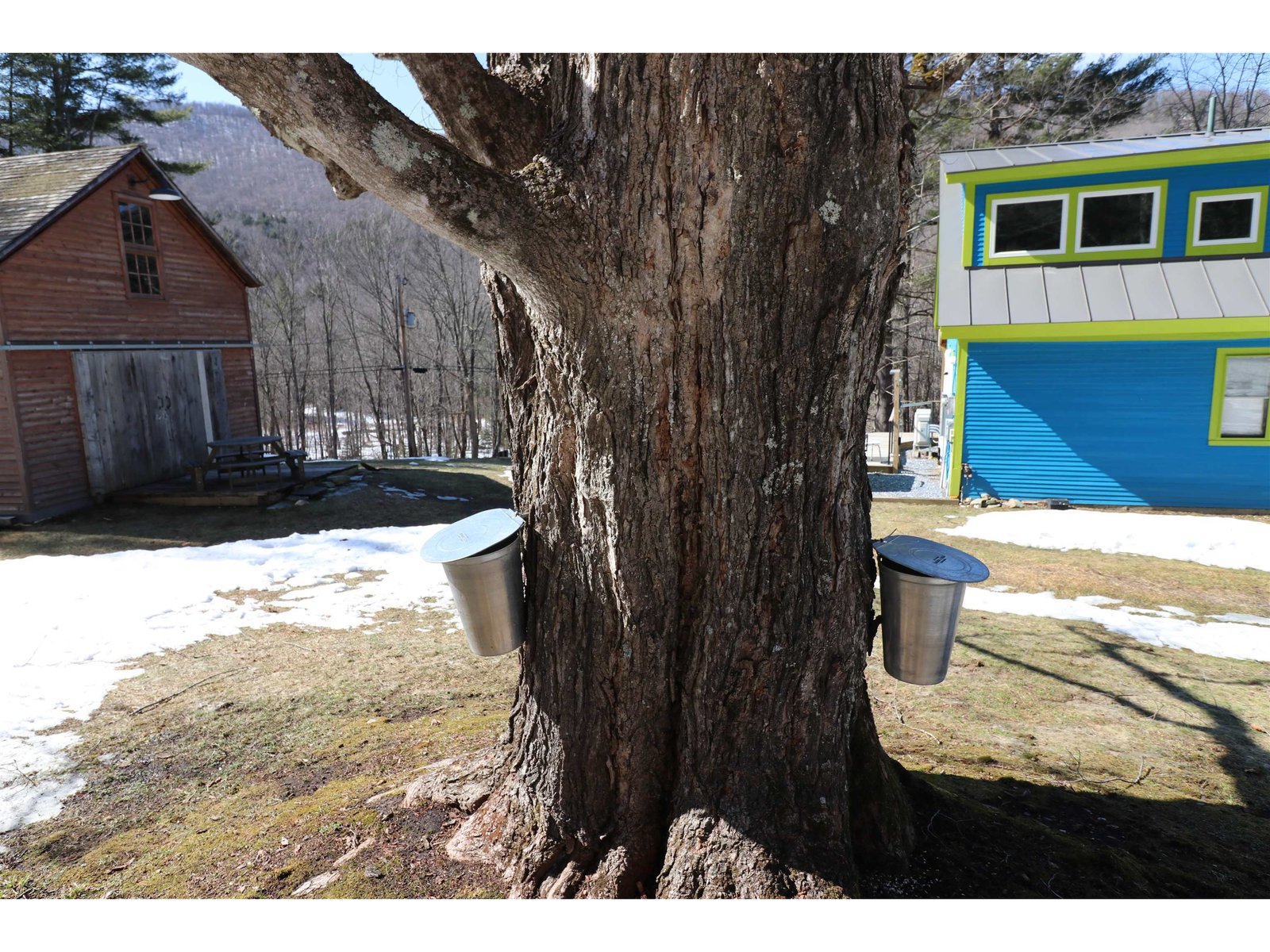 Ancient Sugar Maple