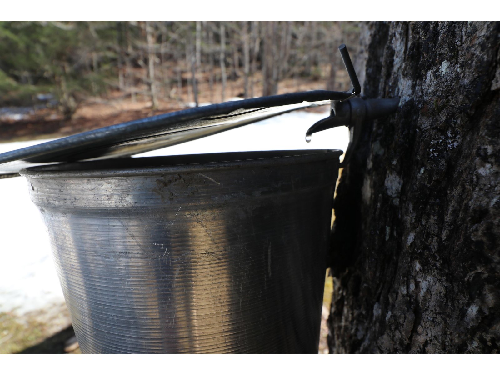 Maple sap flowing