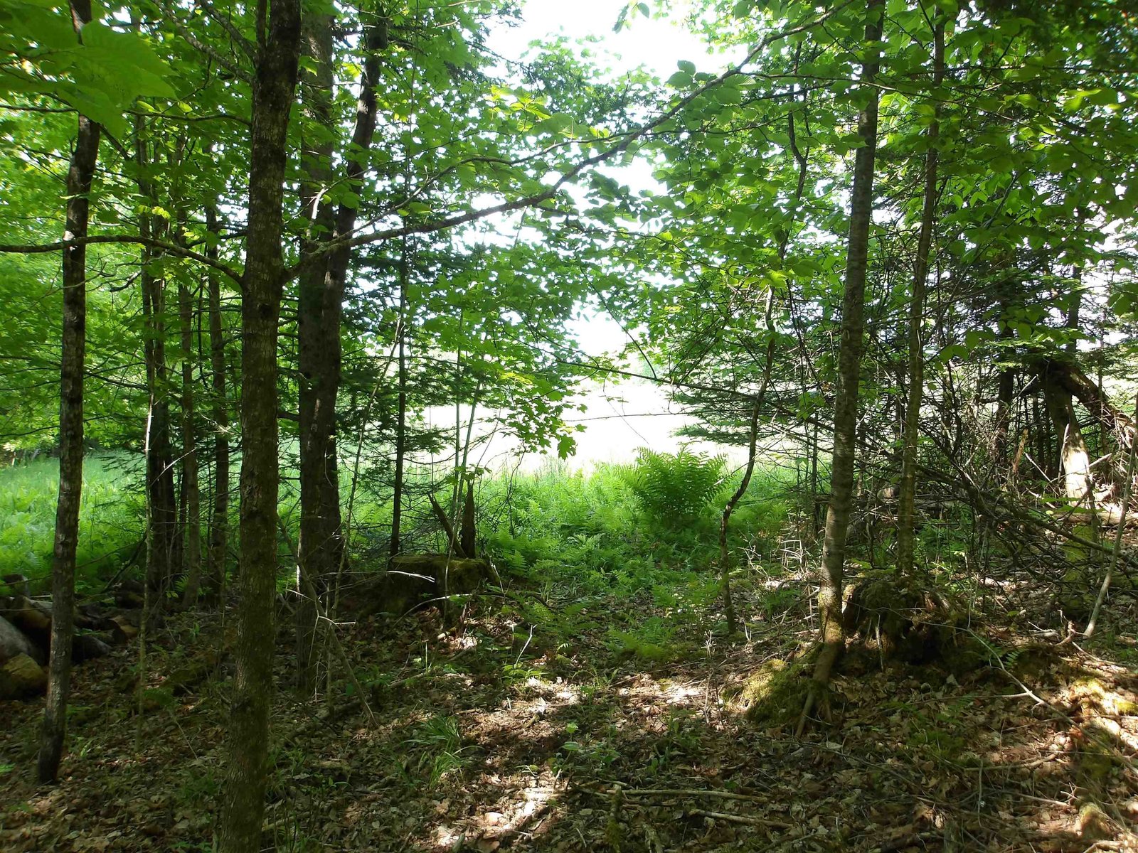 4 & 5 Forest Lane