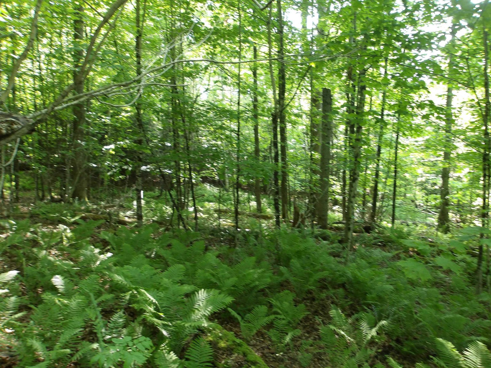 4 & 5 Forest Lane