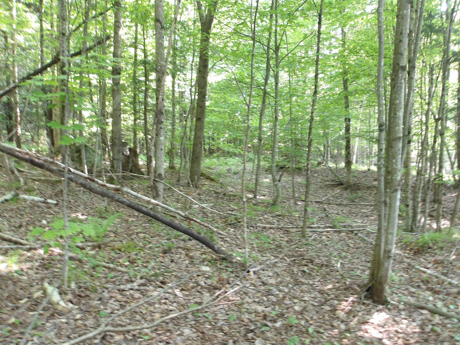 4 & 5 Forest Lane