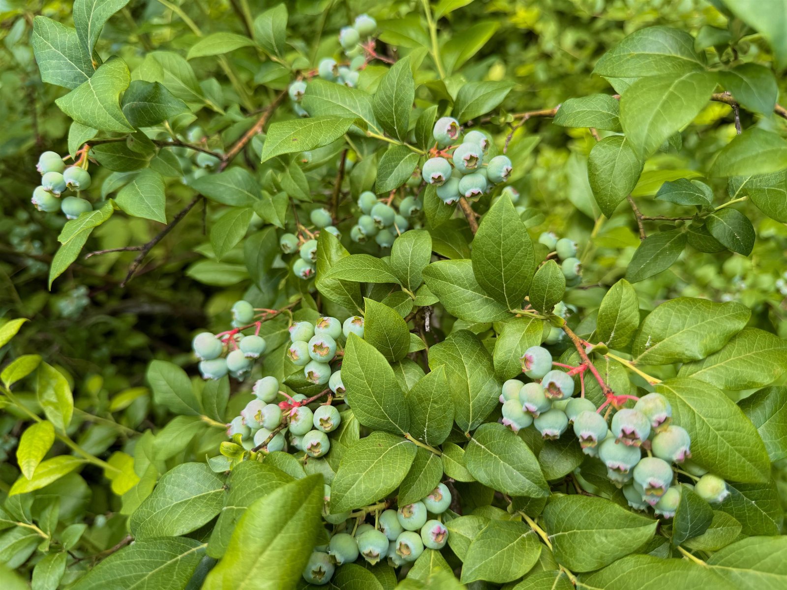 Several blueberry trees!