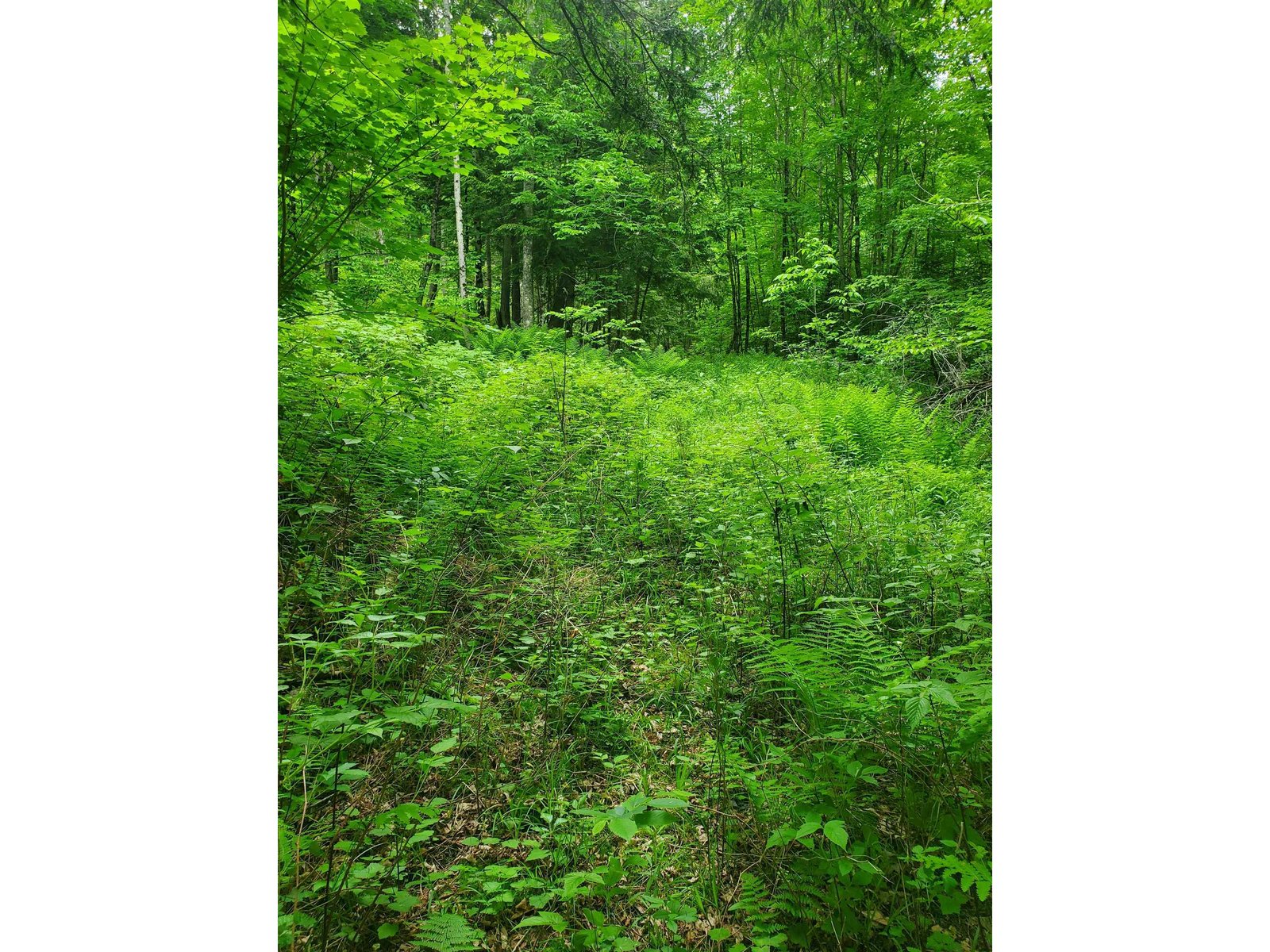 420 Nedeau Park Road