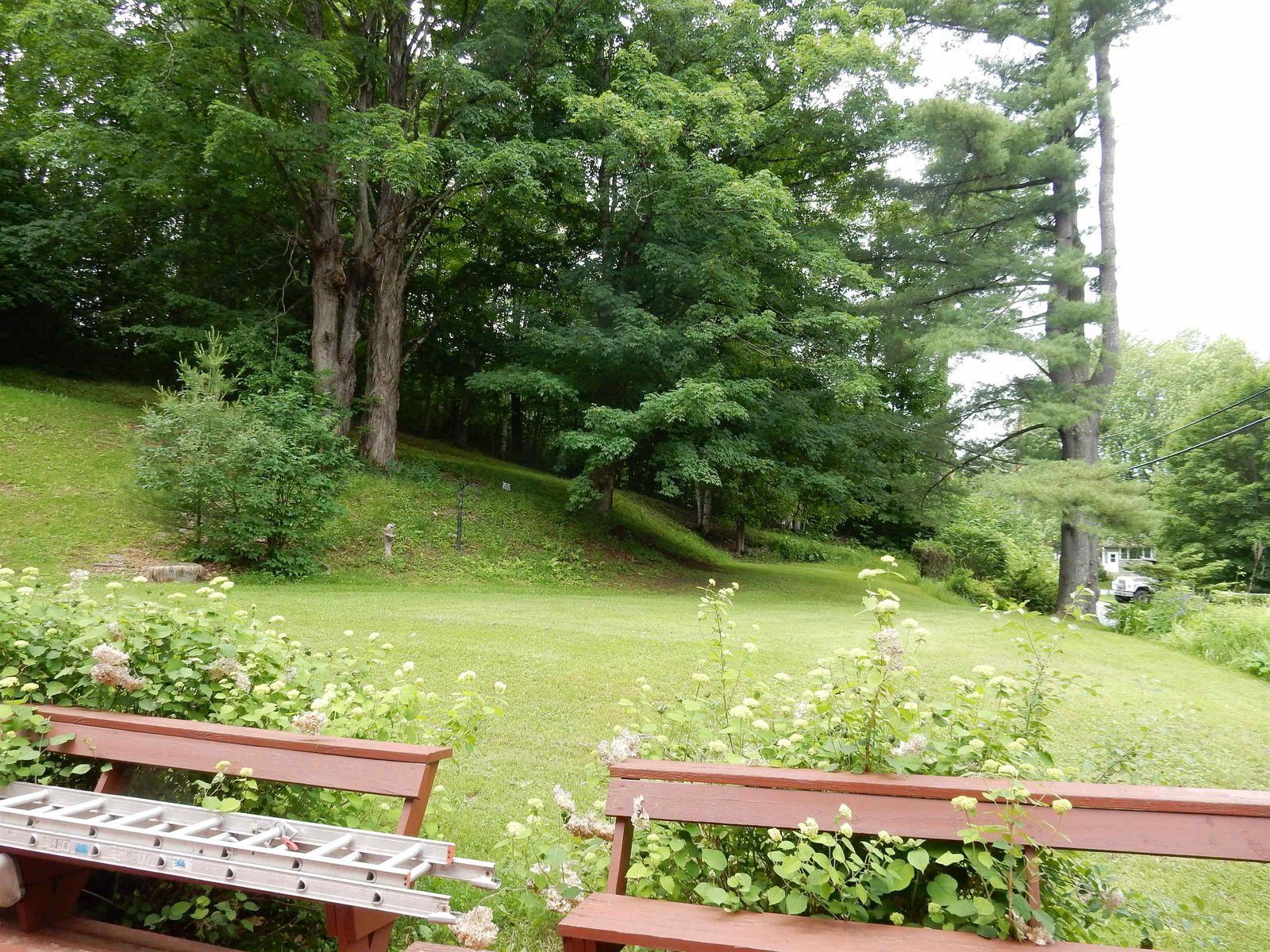 back yard