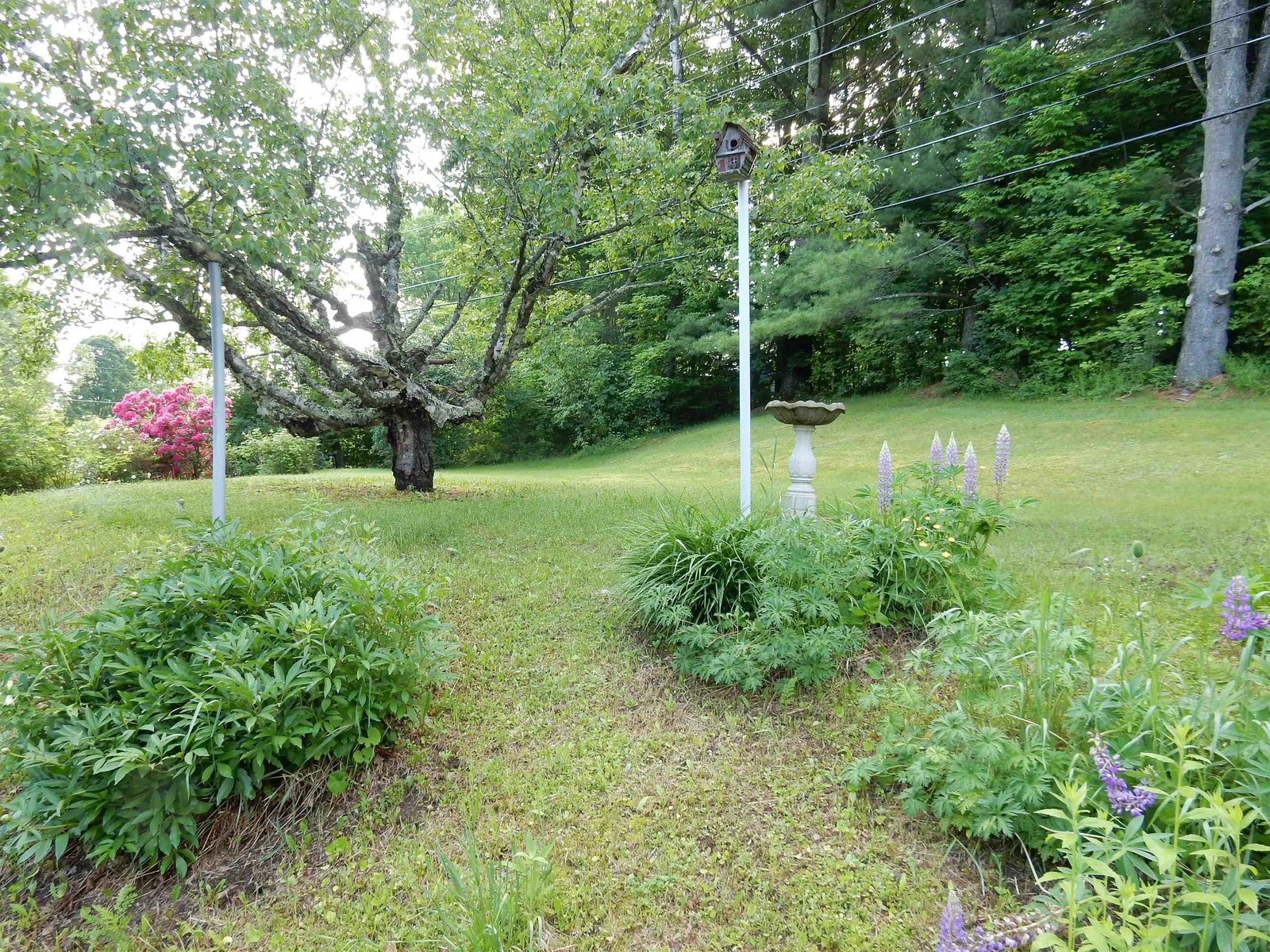 side yard